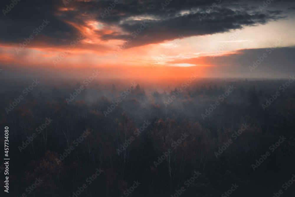 Fototapeta premium aerial photography of forest, forest and river landscape