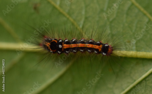 Yellow tail moth caterpillar on buckthorn leaf © Kate