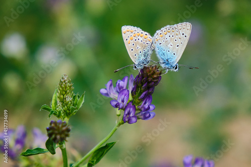 Εκτύπωση καμβά Male and female blue gossamer-winged butterfly together on a violet flower
