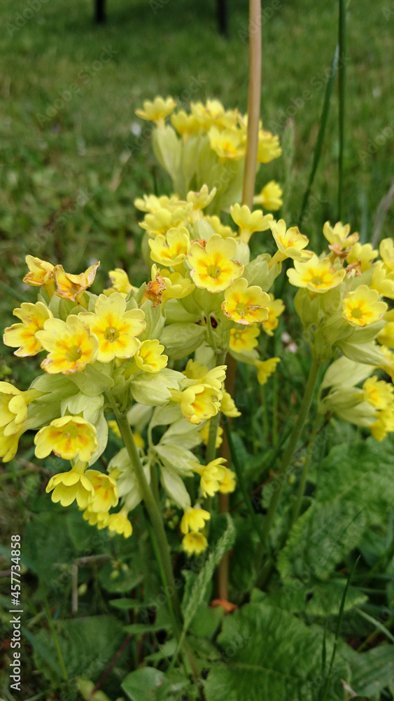 Fototapeta premium primrose