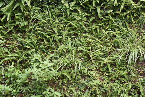 植栽の背景