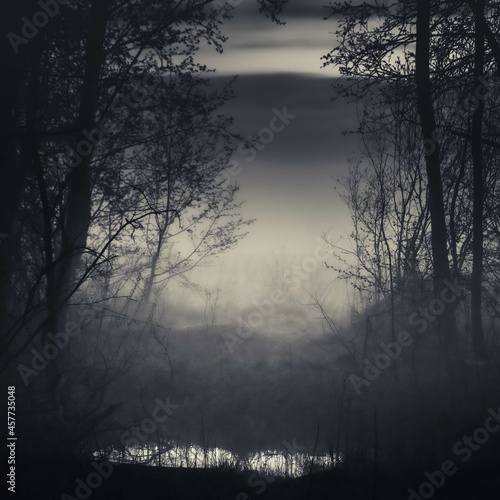 moody foresy landscape