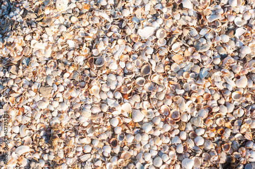 Background with beautiful seashells on a sunny day. Top view, flat lay.