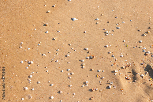 Beautiful seashells on the sandy beach. Top view, flat lay