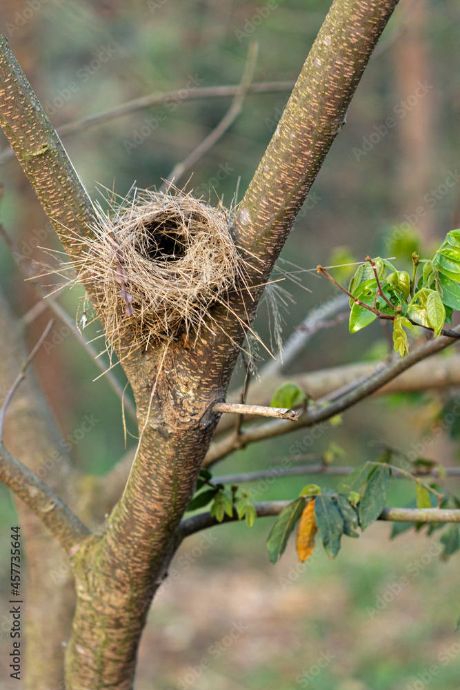 Fototapeta premium Ninho de pássaro