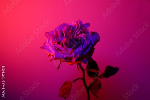 Red Rose Print, Album Cover Posters, Music Poster, Flowers Poster, Color and Light, Printable Roses, Flower Photo, Purple Background