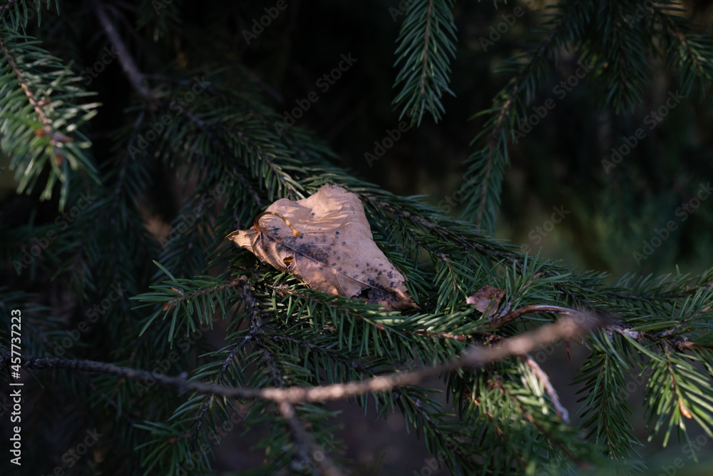 Autumn brown leaf on a spruce branch. Autumn symbol. Detail of the autumn forest. Autumn brown leaf on a spruce branch. Autumn symbol. Detail of the autumn forest.