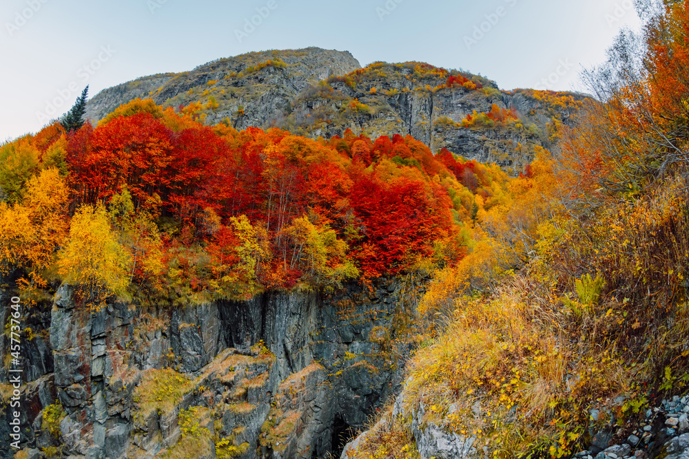 Bright autumnal trees with colorful leaves on rocky mountain Bright autumnal trees with colorful leaves on rocky mountain