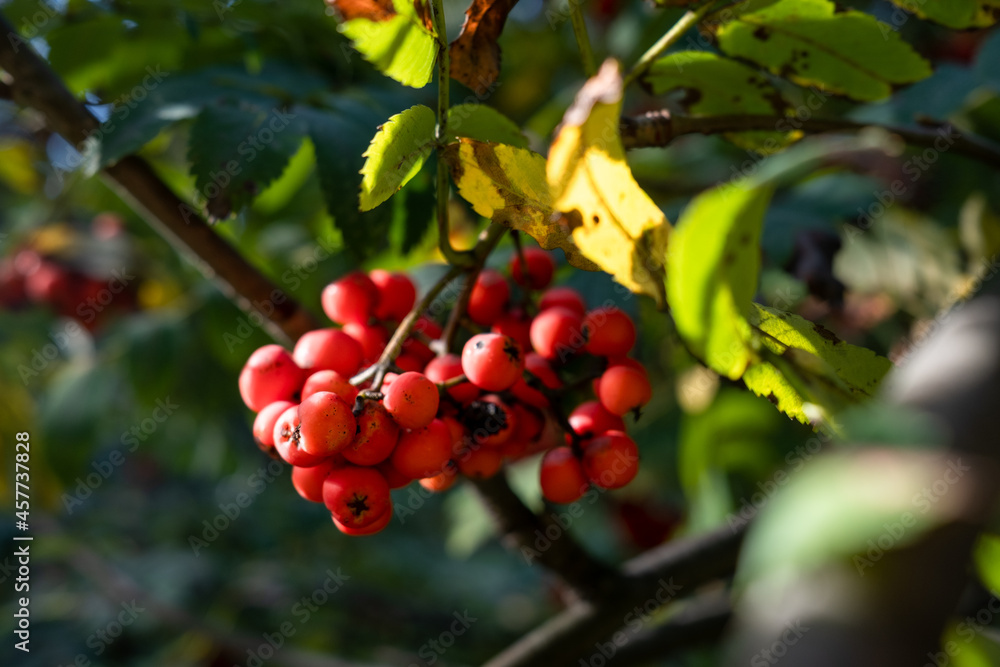 Bright rowan berry. Rowan branch. Red-orange rowan berries. Rowan in the park. Rowan tree in autumn. Bright rowan berry. Rowan branch. Red-orange rowan berries. Rowan in the park. Rowan tree in autumn.