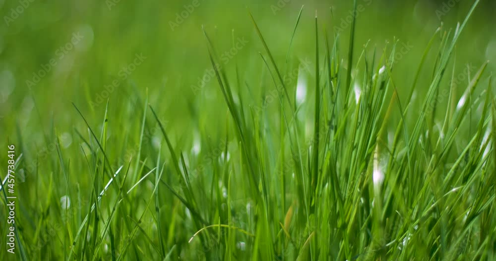 Foreground dew drops on the long green grass in panorama motion Foreground dew drops on the long green grass in panorama motion
