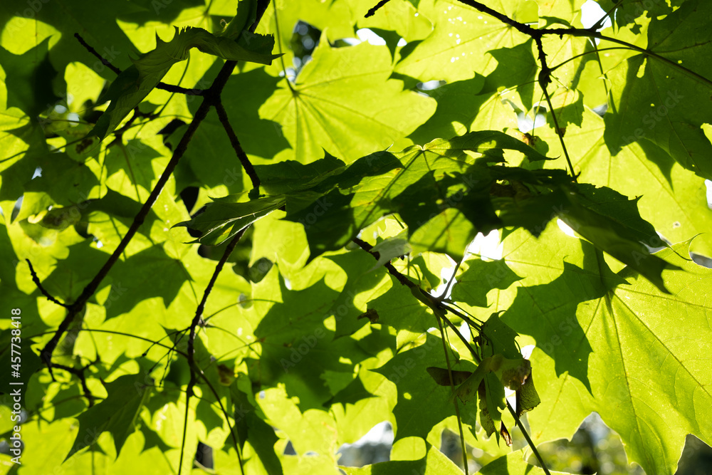 Maple leaves. Maple branches with green leaves in early autumn. Maple leaves. Maple branches with green leaves in early autumn.