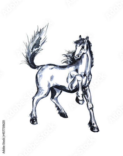 Horse stallion  mare