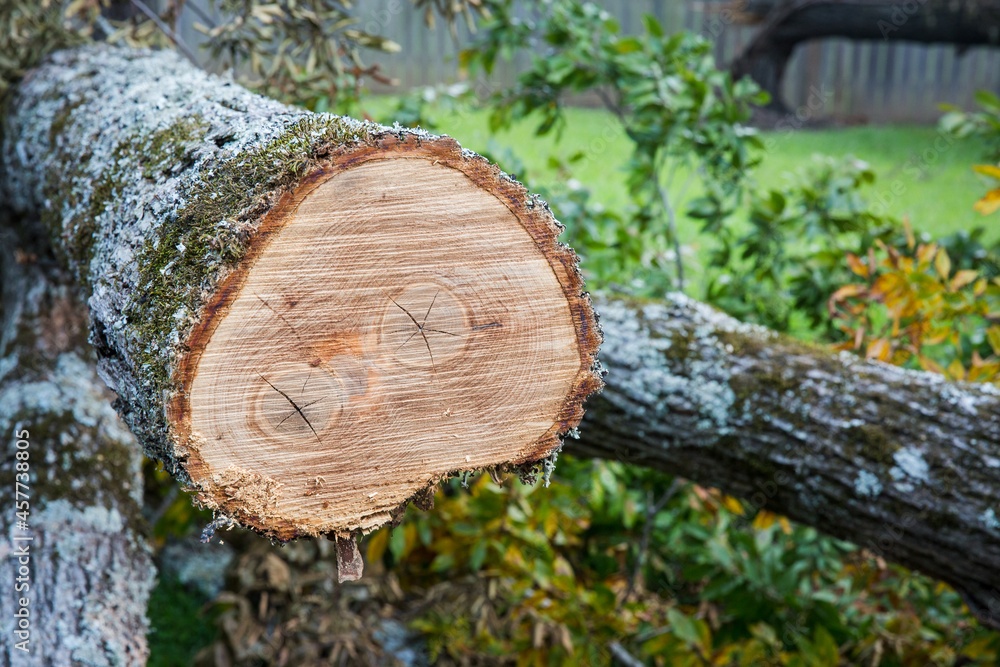 Fallen elm tree that has been cut with saw - two pith Fallen elm tree that has been cut with saw - two pith