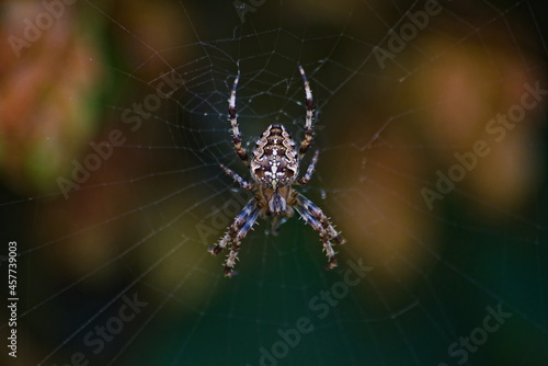 Pająk krzyżak w sieci . Sieć , pajęczyna . © Grzegorz