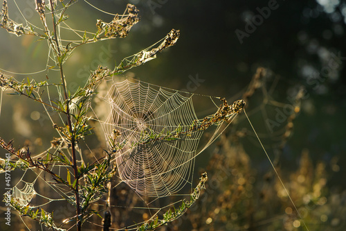cobwebs on field plants, morning Sunshine, blurred background, dry flowers, web, bokeh, warm sunlight, soft focus. baner. autumn background. macro nature, spider web on meadow flowers
