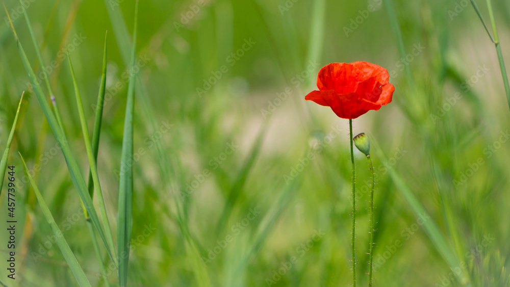 big beautiful red poppy in green grass. wild flower, poppy flower in daylight. aromatherapy, medicine, cosmetology. photographed in close-up. Soft focus, bokeh, blurred light green background. Europe big beautiful red poppy in green grass. wild flower, poppy flower in daylight. aromatherapy, medicine, cosmetology. photographed in close-up. Soft focus, bokeh, blurred light green background. Europe