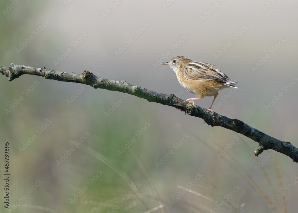 Zitting cisticola Cisticola juncidis young bird walking on branch with no tail feathers