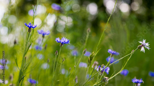 Cornflower, Centaurea cyanus Rare flower of Arable Fields. blue wildflowers, natural floral background. Wild flowers, close-up, blurred background. summer meadow flower, blooms beautifully in blue.