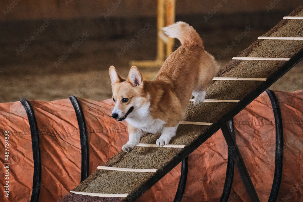Welsh Corgi Pembroke Red Color With Short Tail Runs Down Training Shell Boom Agility Competitions Sports With Dog To Improve Contact With Owner Stock 写真 Adobe Stock