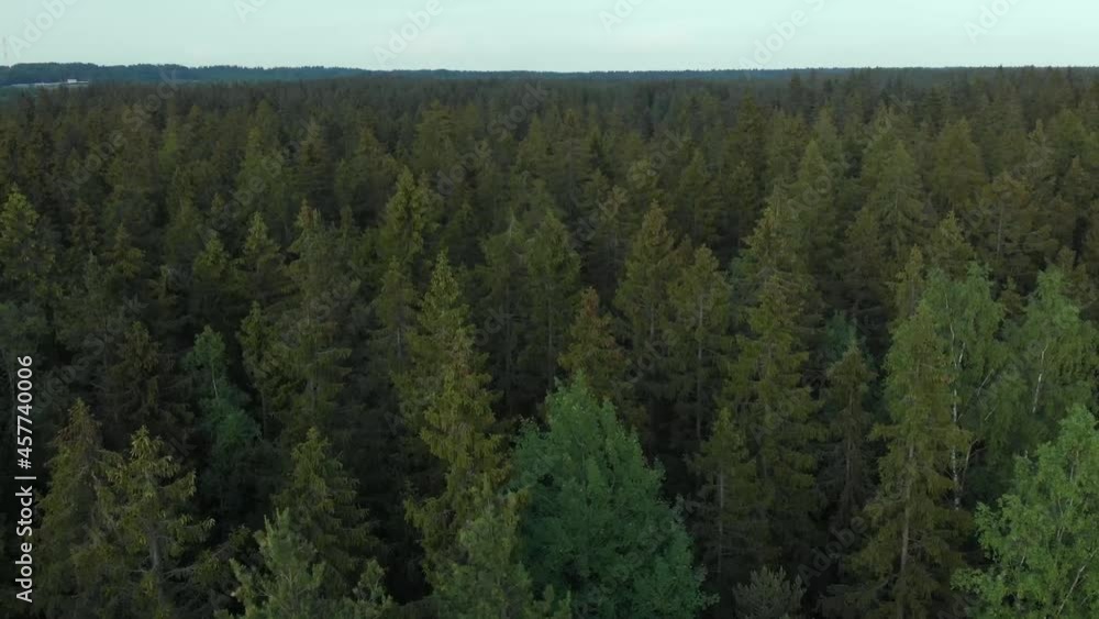 The green tops of the fir trees are swaying from the wind, the view from above. The horizon is visible above the forest. Nature reserve. The green tops of the fir trees are swaying from the wind, the view from above. The horizon is visible above the forest. Nature reserve.