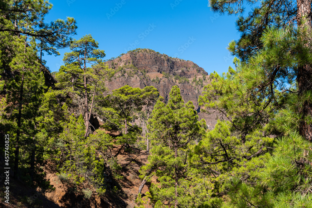 National Park of Caldera de Taburiente. Old Volcano Crater with Canarian Pine Trees Forest. La Palma, Canary Islands. Pinus canariensis