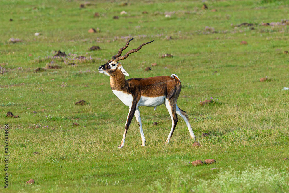 Males often adopt lekking as a strategy to garner females for mating. While other males are not allowed into these territories, females often visit these places to forage. Males often adopt lekking as a strategy to garner females for mating. While other males are not allowed into these territories, females often visit these places to forage.