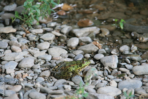 frog on stones