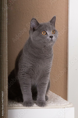 beautiful gray cat is sitting on the scratching post