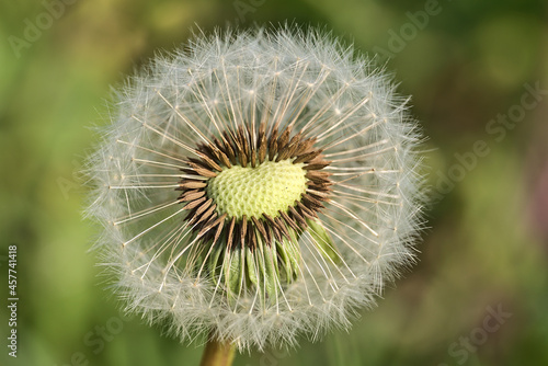 Beautiful macro view of spring soft and fluffy dandelion  Taraxacum officinale  flower clock seeds and puff ball head  Sandymount Beach  Dublin  Ireland. Soft and selective focus