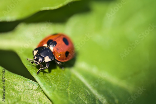 Beautiful bright closeup view of ladybug (Coccinellidae) crawling on spring light green leaves near Sandymount Beach, Dublin, Ireland. Soft and selective focus. Flora and fauna macro © Romio Shots