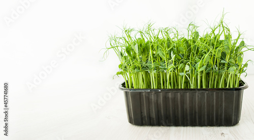 Fresh micro greens in a tray on a white background. Growing sprouts. Proper nutrition. Vegetarianism Banner. Copy space.