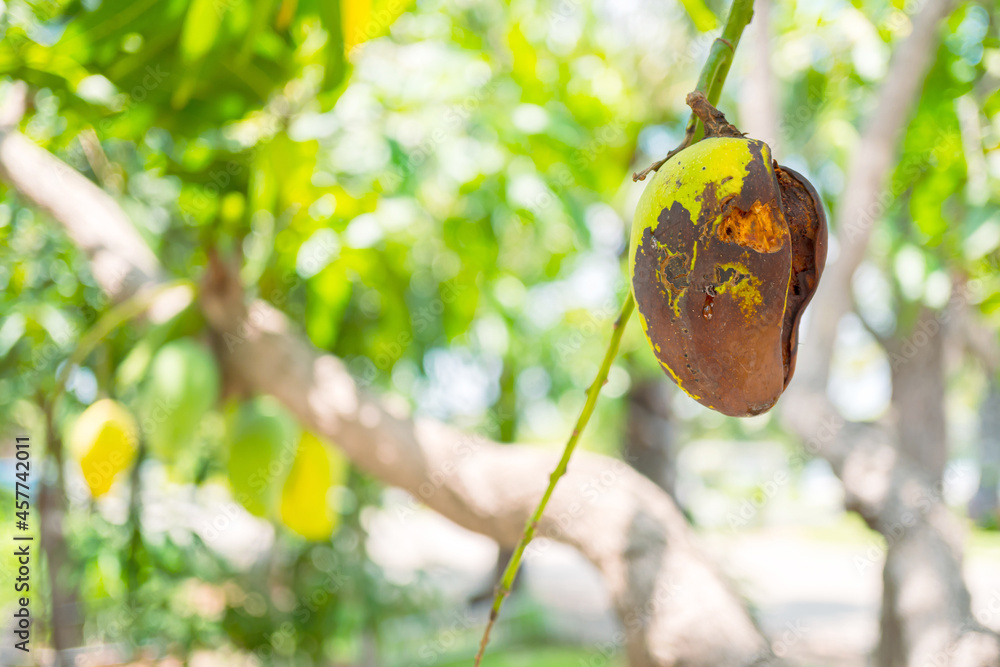 The mango was pierced by insects to damage the skin of the mango