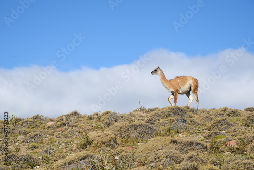 guanaco with patagonia mountain
