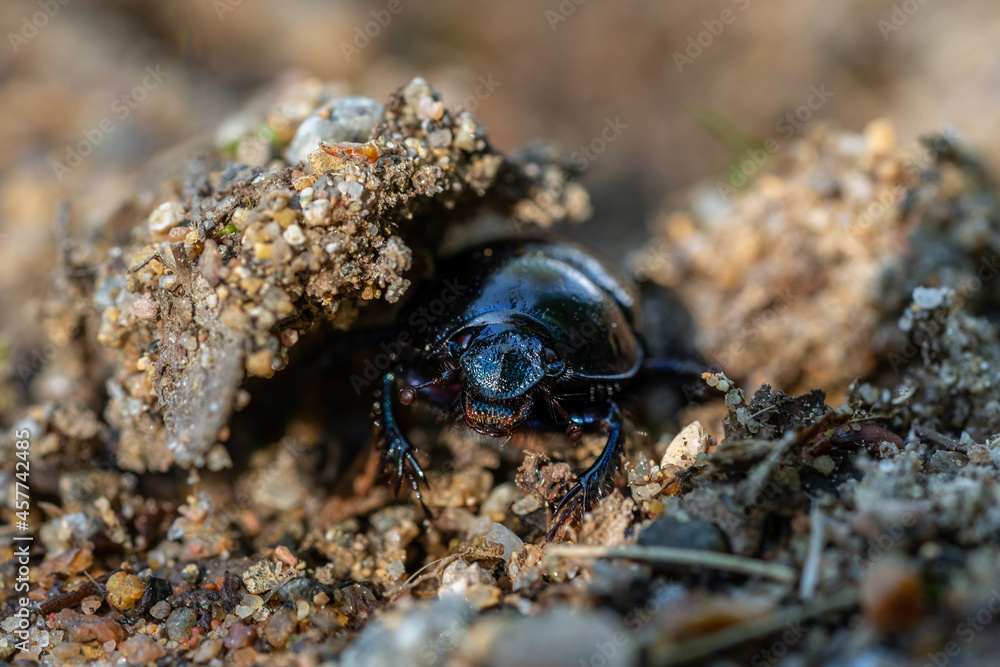 Close up of a black beetle Close up of a black beetle