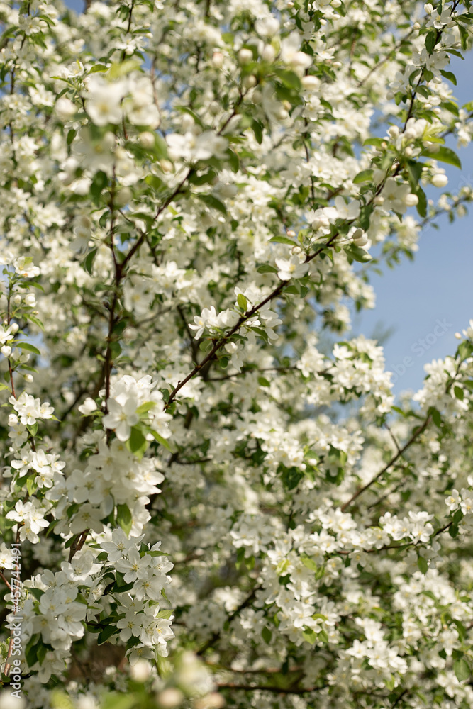 Blooming apple tree close-up, background blue sky Blooming apple tree close-up, background blue sky