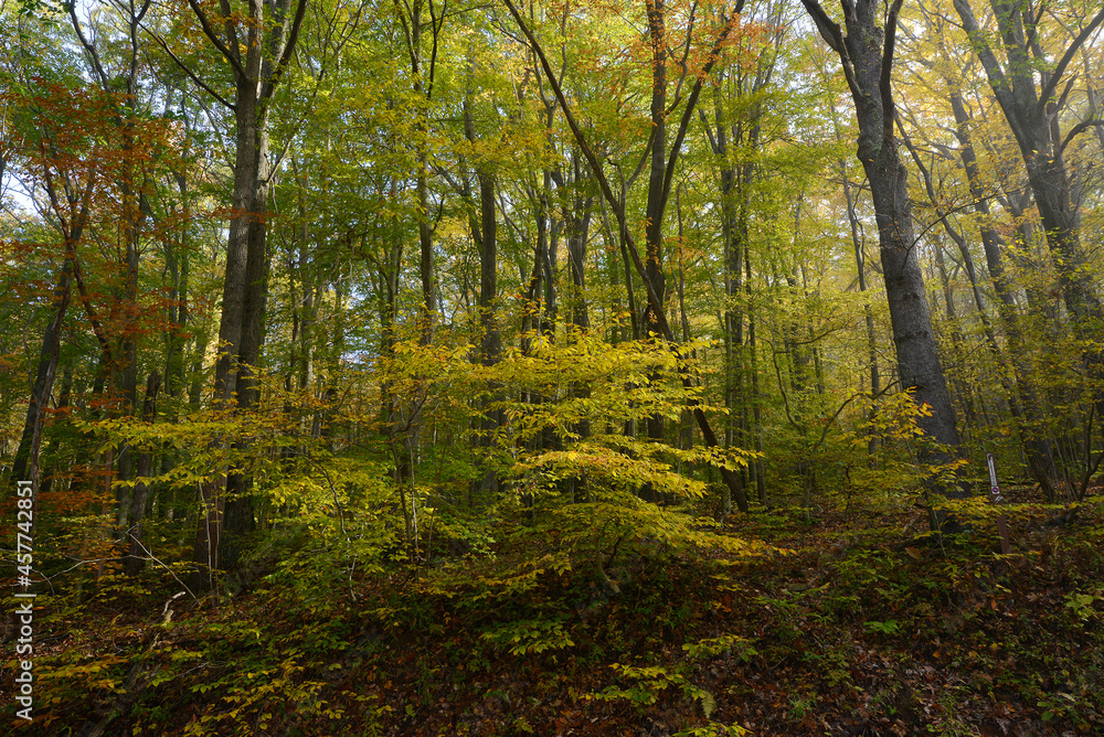 Fototapeta premium misty forest