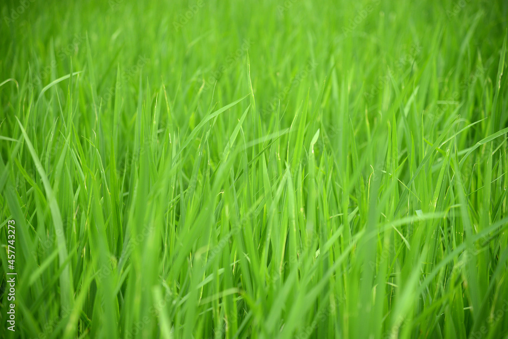 green rice field