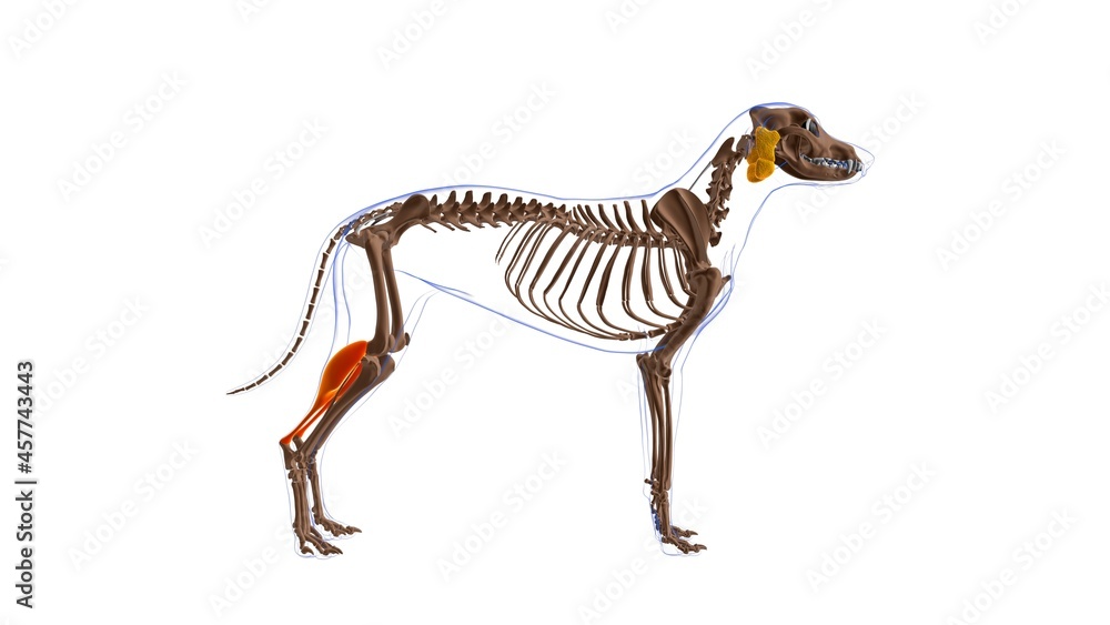 Fototapeta premium Gastrocnemius muscle Dog muscle Anatomy For Medical Concept 3D
