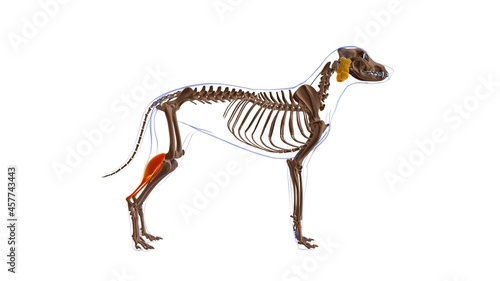 Gastrocnemius muscle Dog muscle Anatomy For Medical Concept 3D