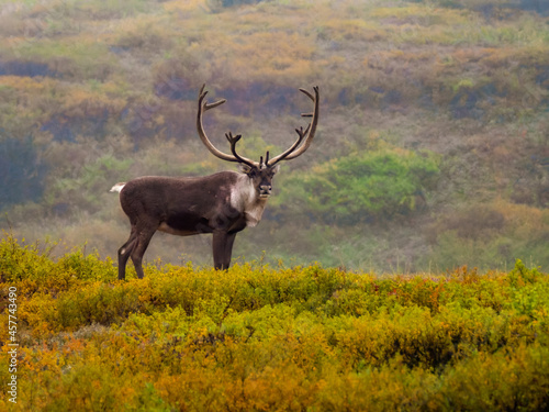 Photo of majestic caribou with huge antlers in Denali National Park in Alaska, standing in fall color tundra photo