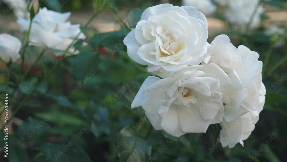 White roses growing in the garden. Closeup
