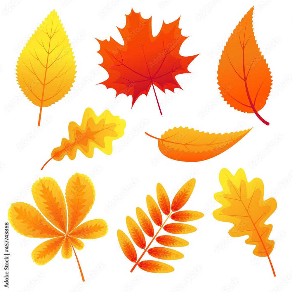 Naklejka premium Autumn leaves of maple, oak, mountain ash, chestnut on white background. Fallen leaves. Autumn nature. Colors of autumn. Templates for postcards, prints, posters, covers, banners. Vector illustration