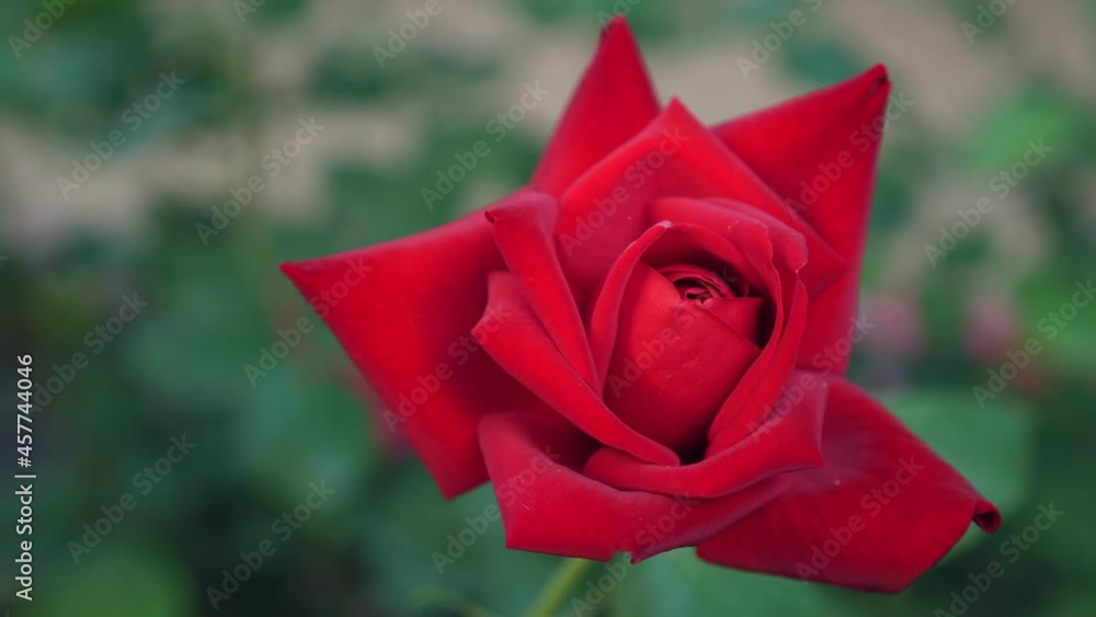 Red roses growing in the garden. Closeup