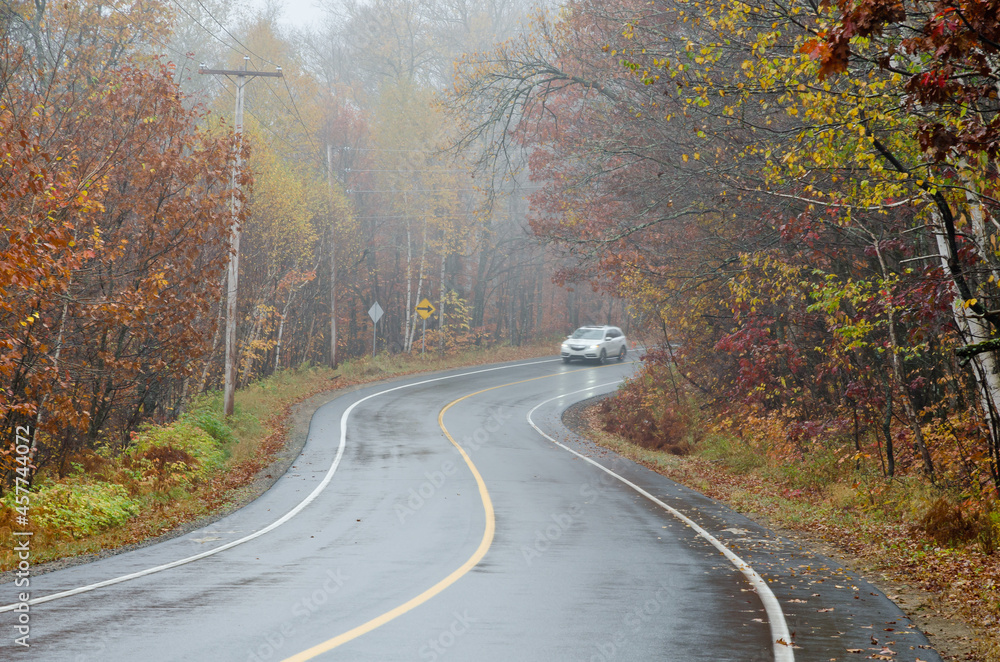 Fototapeta premium Forest road