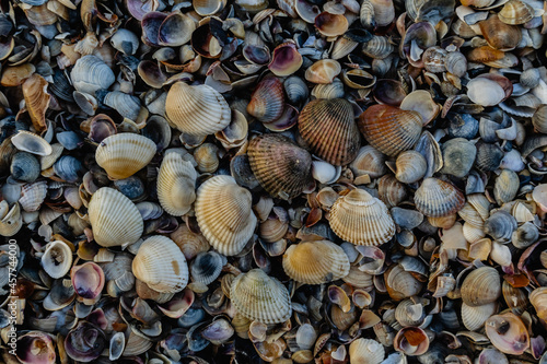 Lots of textured small shells on the beach on the Black Sea coast.