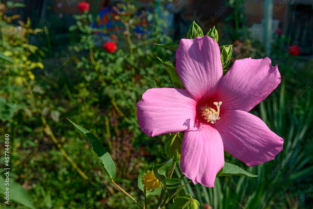 Close-up of bright pink hibiscus flower in sunlight. Close-up of bright pink hibiscus flower in sunlight.