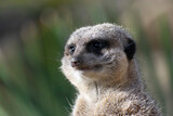 meerkat (Suricata suricatta) or suricate, a small mongoose found in southern 