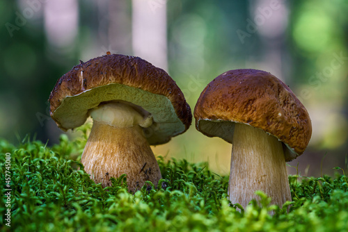 Two fat penny bun mushrooms growing side by side in green moss