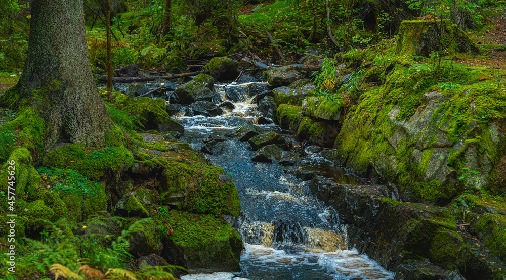 Small creek in a lush green forest in Sweden with green moss covering the ground