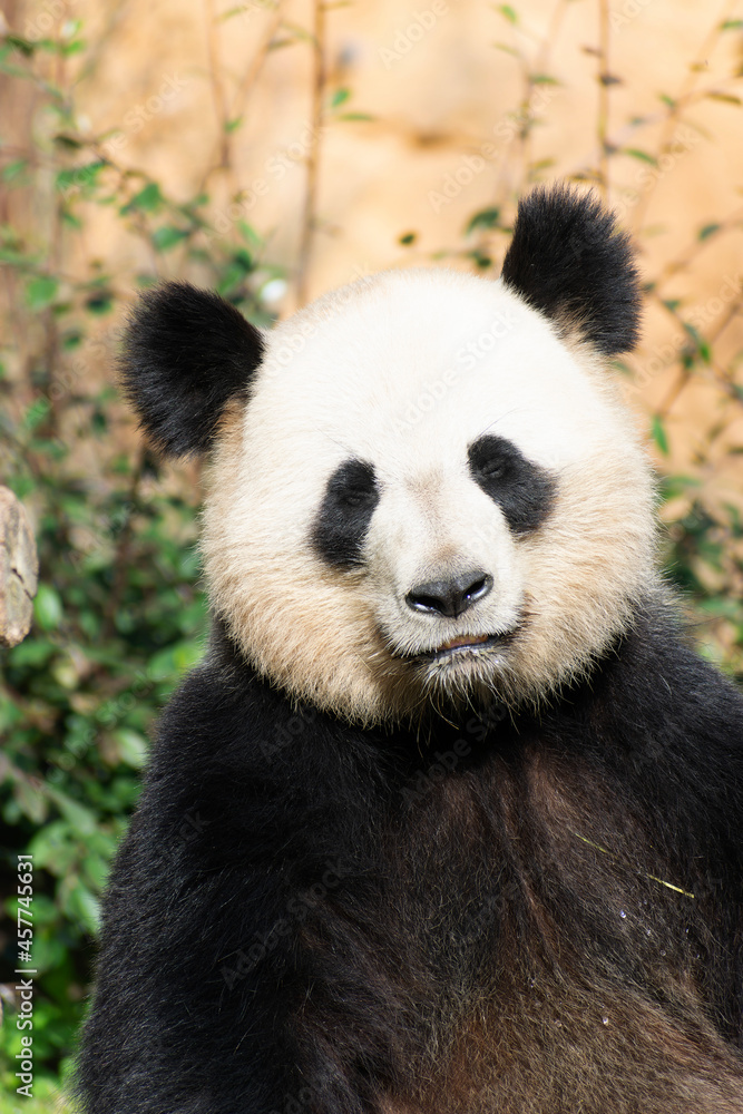 giant panda Ailuropoda melanoleuca or panda bear, native to South Central China giant panda Ailuropoda melanoleuca or panda bear, native to South Central China